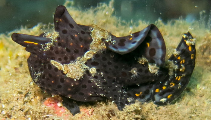 Black Painted Warty Frogfish